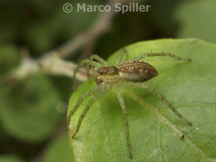 Giovane Dolomedes sp. - Bibione (VE)